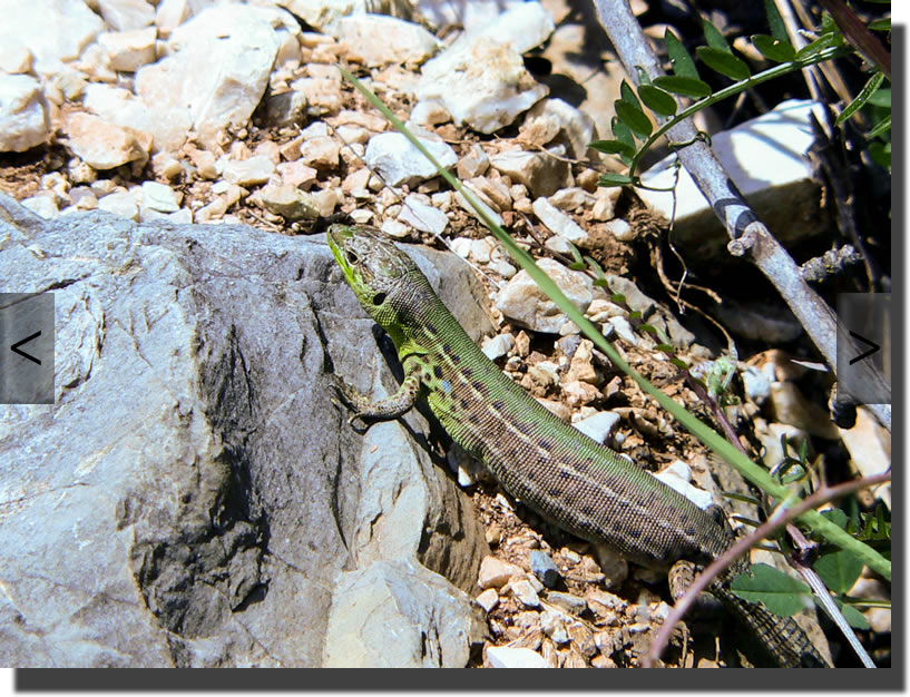 podarcis tauricus